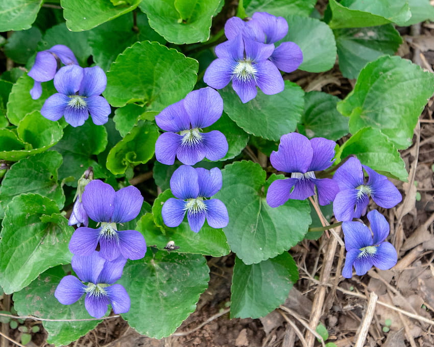 Violet, common blue, common blue violet HD wallpaper