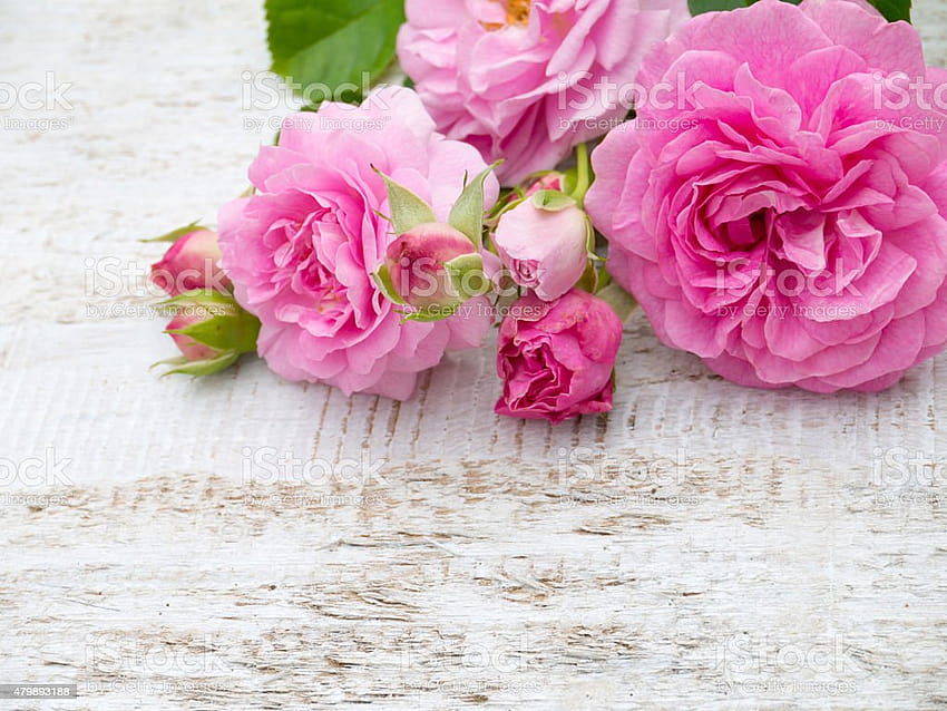 Roses antiques sur le stock de fonds rustiques blancs, rose rustique Fond d'écran HD