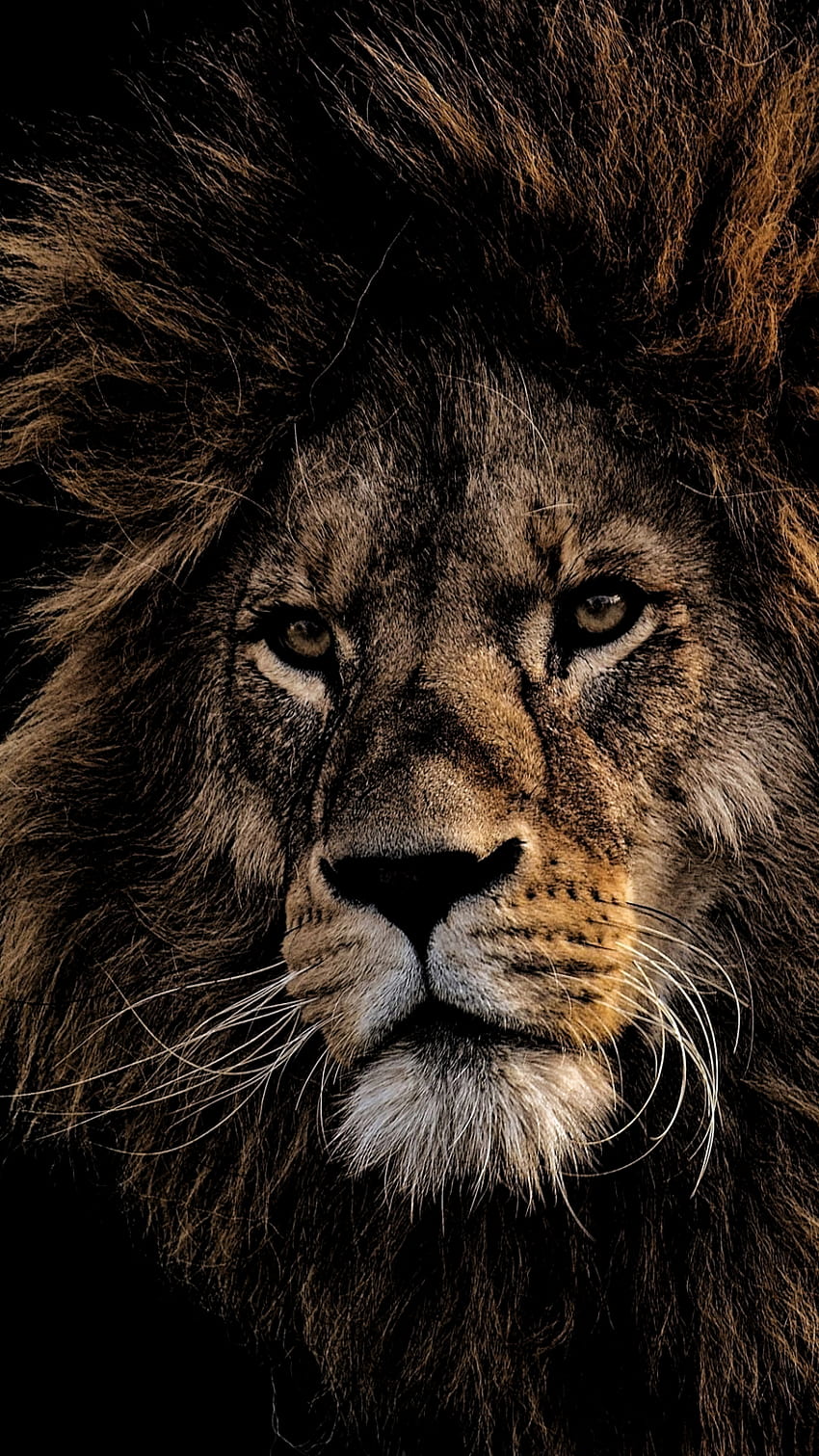 Best 5 Black Lion Backgrounds For Your Android or Iphone, lion aesthetic HD  phone wallpaper | Pxfuel