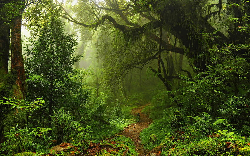 Jalan setapak Hutan Luar Biasa 44966 2560x1600px, hutan sunyi Wallpaper HD