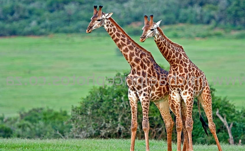 Giraffe in hoher Auflösung HD-Hintergrundbild