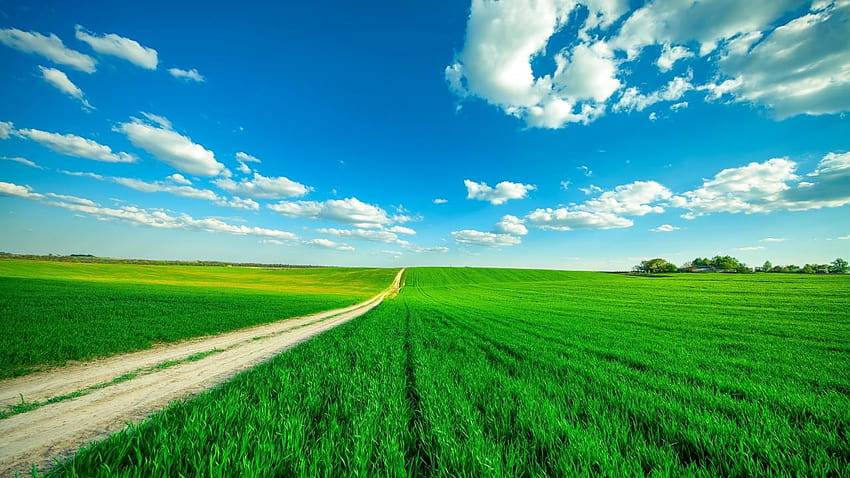 Landscape, Clouds, Clear sky, Paddy field, green paddy field HD wallpaper