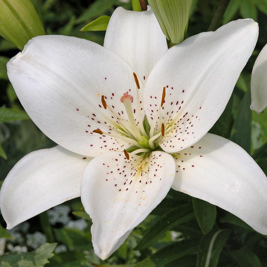 Lily Photos, Download The BEST Free Lily Stock Photos & HD Images