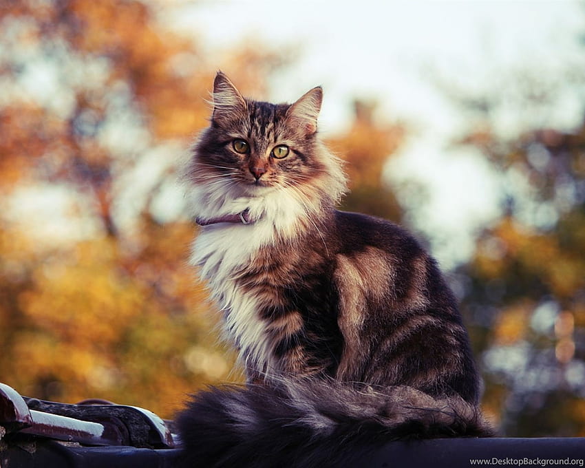 Siberian Cat Outdoors In Autumn And ... Backgrounds HD wallpaper