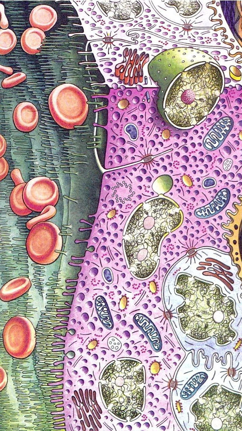 Science Cell, cell biology HD phone wallpaper