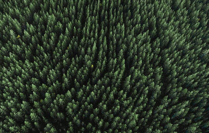 Forest, trees, nature, height, above, aerial view, forest aerial view ...