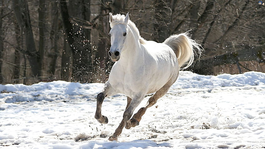 Beautiful White Horses list HD wallpaper | Pxfuel