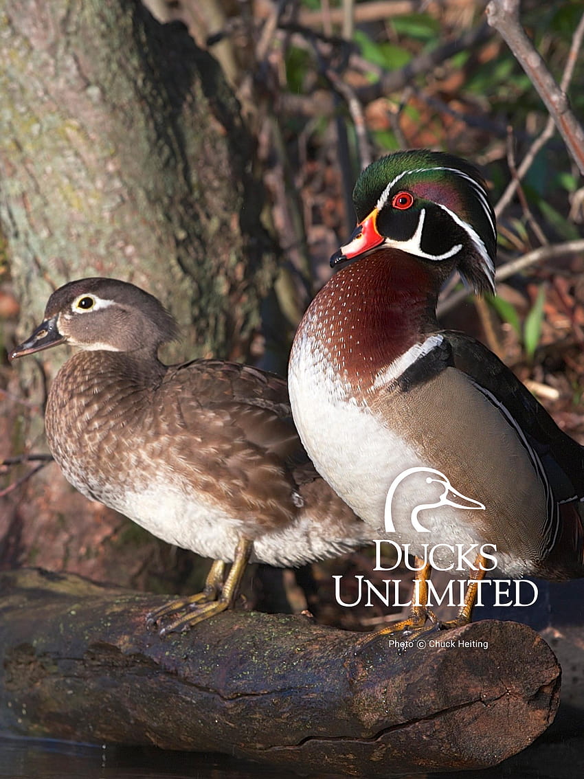 Ducks Unlimited Mobile, mallard and wood duck HD phone wallpaper