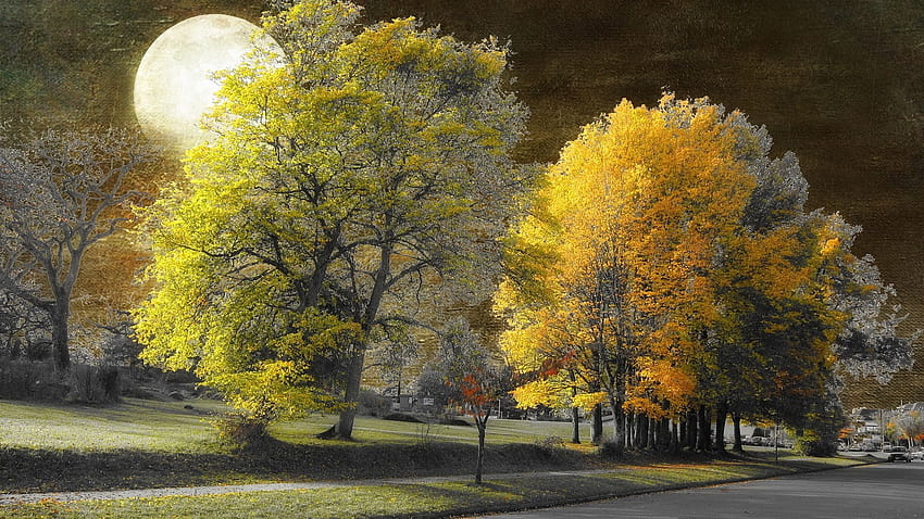 1920x1080 Pohon Musim Gugur Kota Bulan Purnama PC dan Mac, bulan musim gugur Wallpaper HD