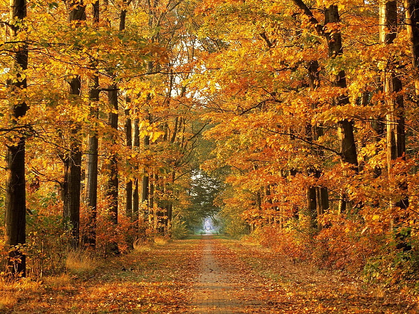 carretera, otoño, árboles, avenida, hoja, octubre, camino y s móviles, avenida en otoño fondo de pantalla
