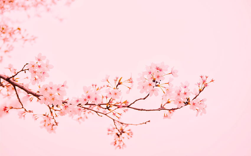 Pastellästhetische Kirschblüte ..., Pastellfrühling HD-Hintergrundbild