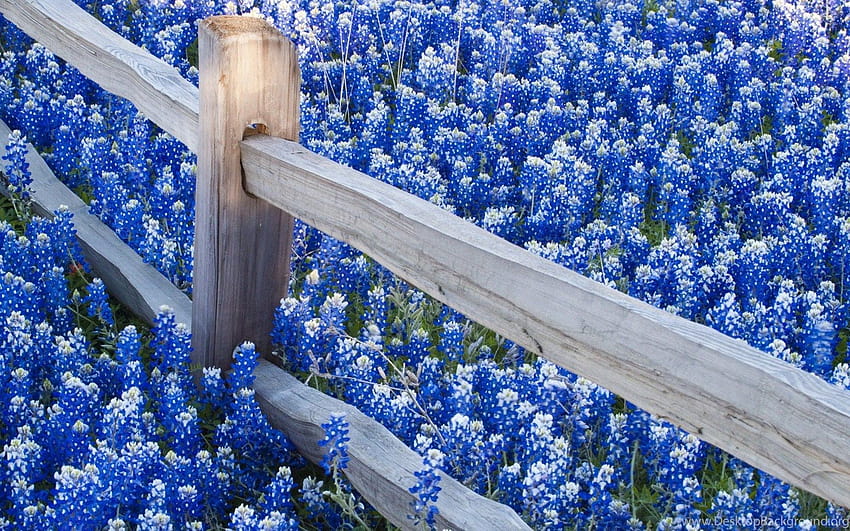 Flor azul y las flores más hermosas... s fondo de pantalla | Pxfuel