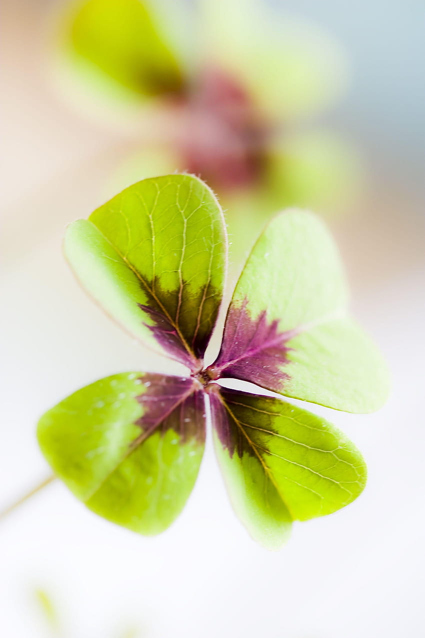Green leaf clover plant, lucky charm HD phone wallpaper | Pxfuel