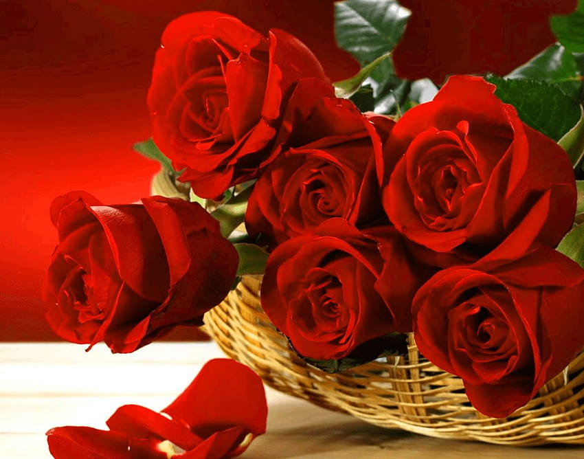 z czerwonej róży dla dziewczyny / żony, czerwona dp Tapeta HD
