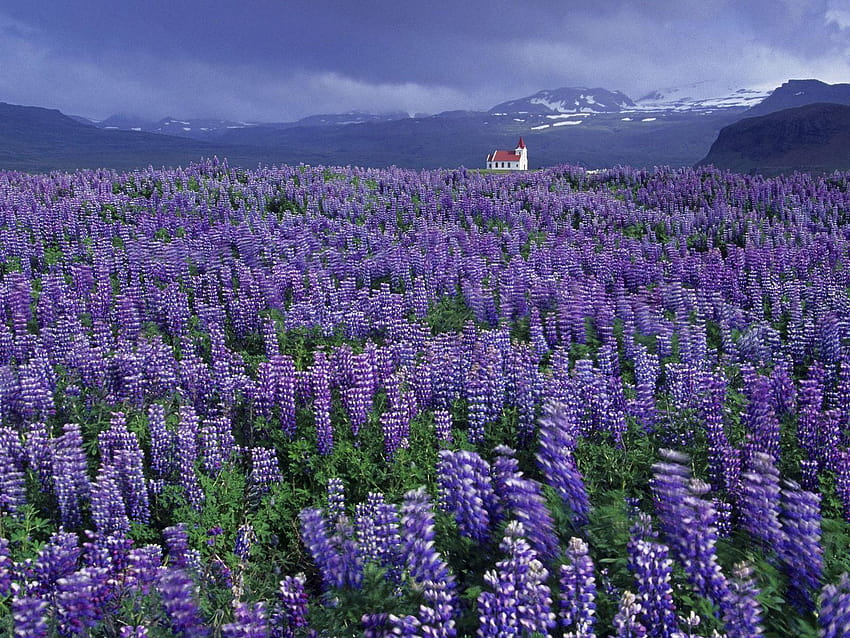 Die Wilde Lupinenpflanze ist eine einheimische Pflanze, die in Island wächst HD-Hintergrundbild