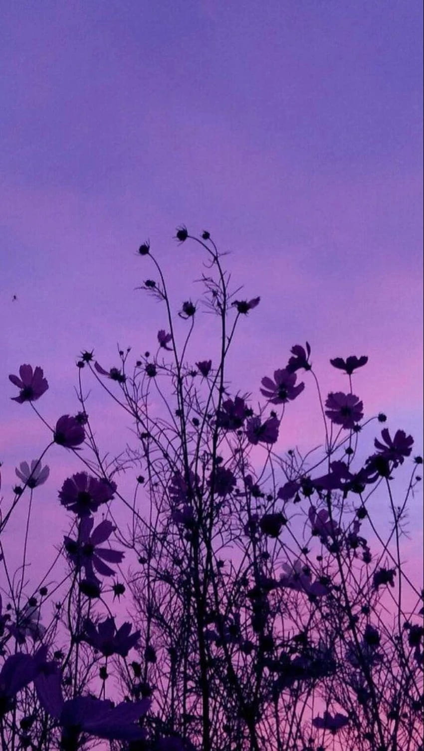 lila Blüten, ästhetische Blumen lila HD-Handy-Hintergrundbild