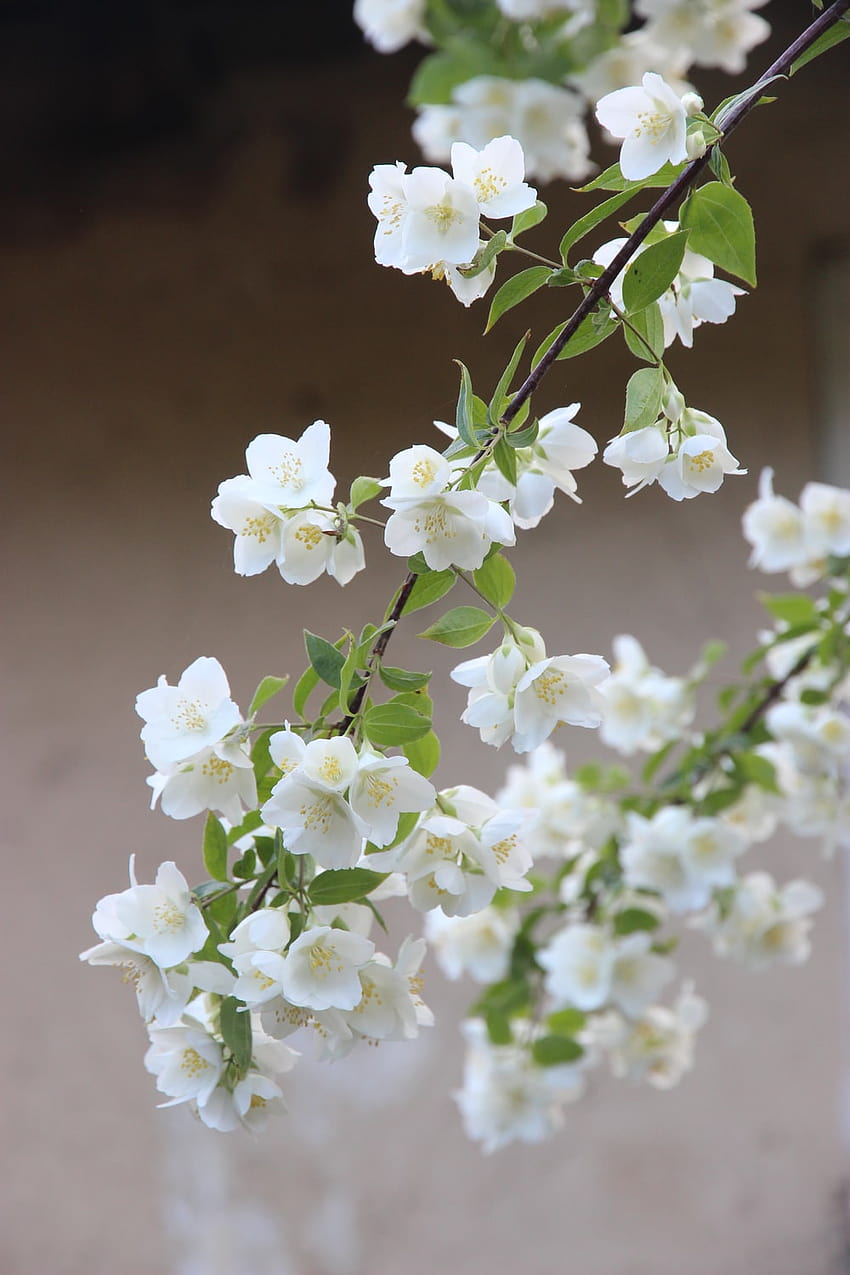 150 Flor de Jasmim, móbile de flor de jasmim Papel de parede de celular HD