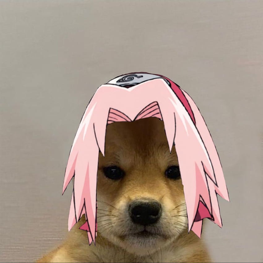 Update 71 dog with hat meme anime super hot  incdgdbentre