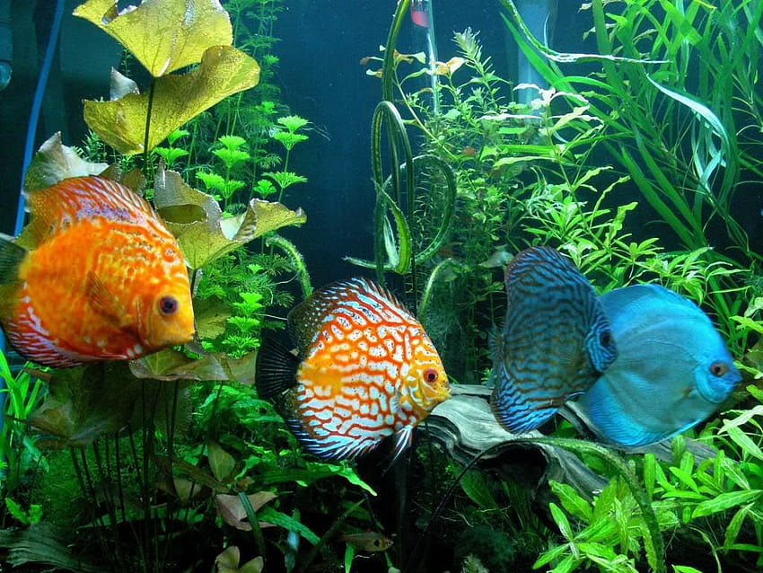 Beautiful Discus Fish HD wallpaper