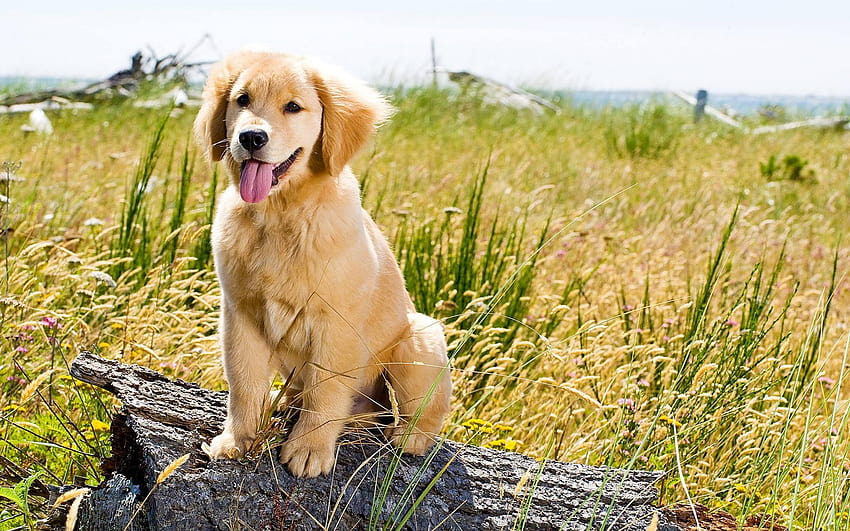 Golden retrievers HD wallpaper | Pxfuel