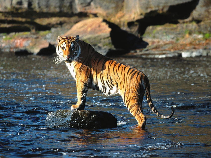 Sundarbans National Park is a tiger reserve, national park and, sunderbans national park HD wallpaper