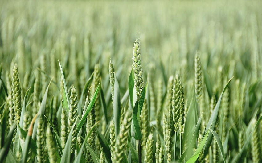grüne Weizenfelder HD-Hintergrundbild