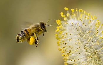 Page 6 | honey bees HD wallpapers | Pxfuel