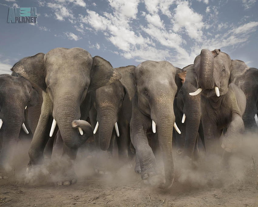 7 Elephants, group of elephants HD wallpaper