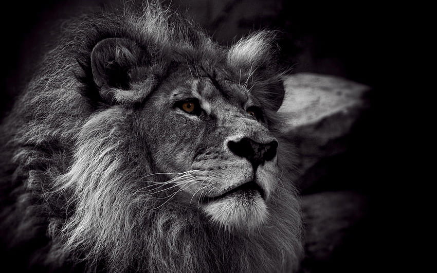 animais leões em tons de cinza 2560x1600 Alta qualidade papel de parede HD