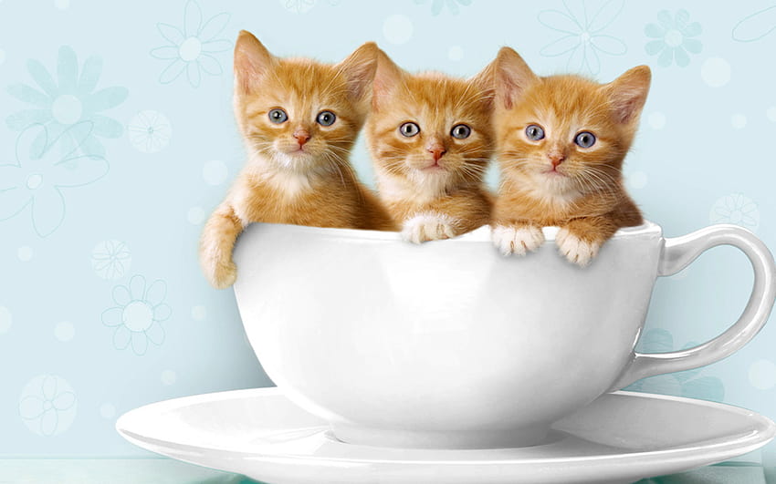 Cute Kittens, cute baby kittens HD wallpaper