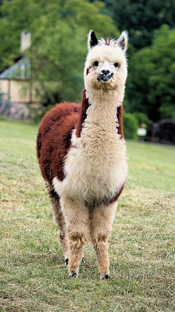 funny looking llama