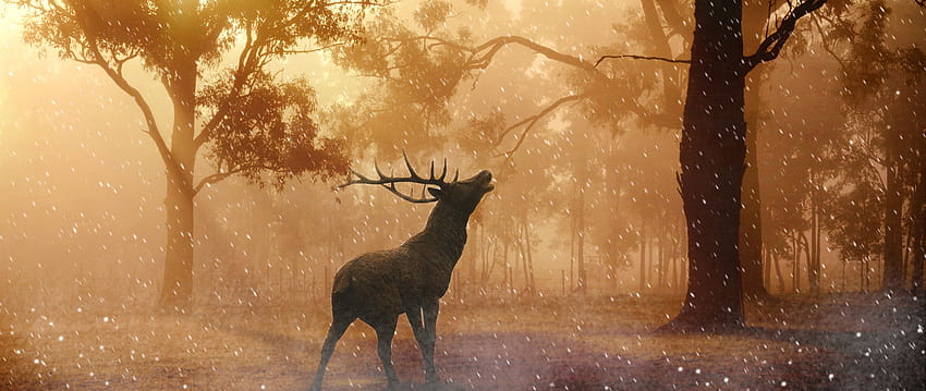 Beautiful Fallow Deer in Forest Autumn Ultra Wide TV, ultra wide autumn HD wallpaper