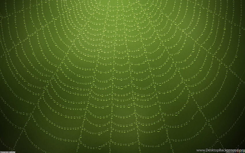 Fundos de teia de aranha verde papel de parede HD