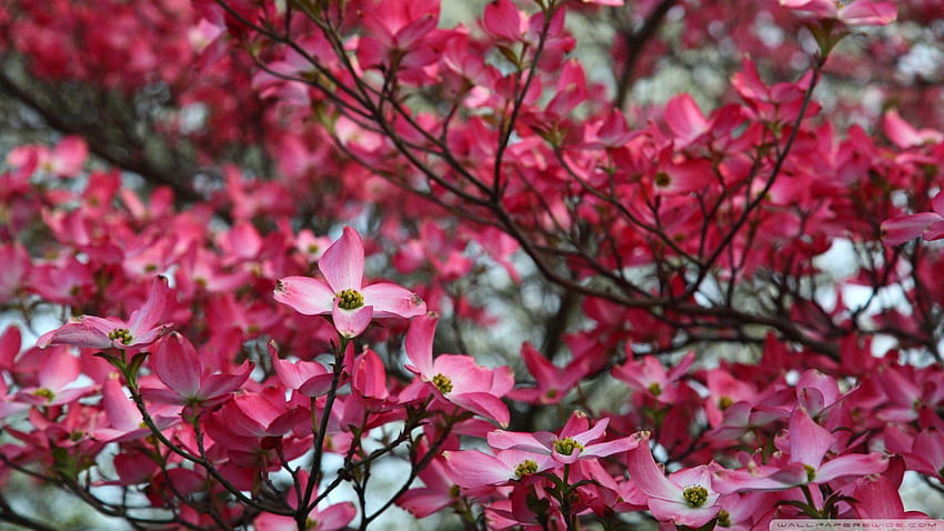 Pink Dran Tree Spring Bloom ❤ за • Двойно, розово дърво HD тапет