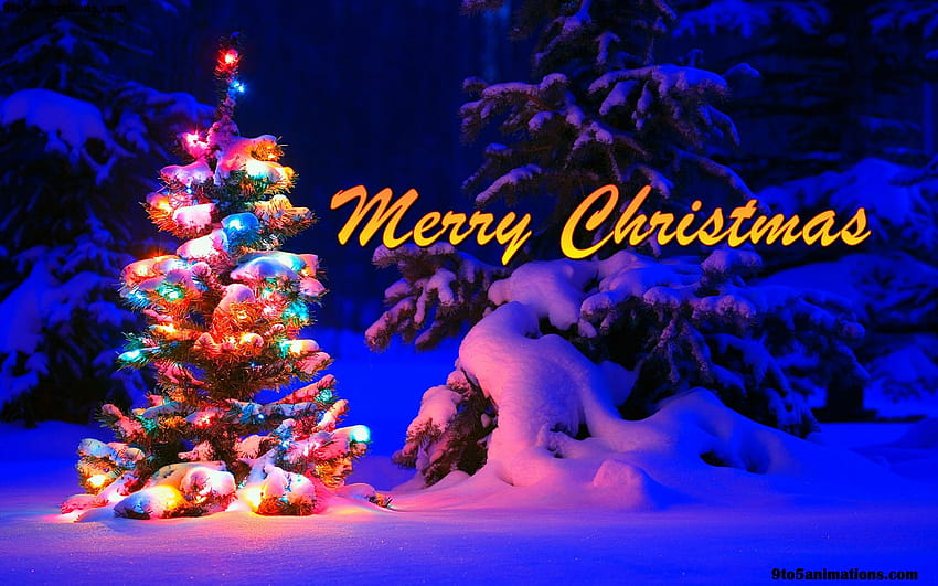 Снежна коледна елха Светлини Широк екран, зимна Коледа HD тапет