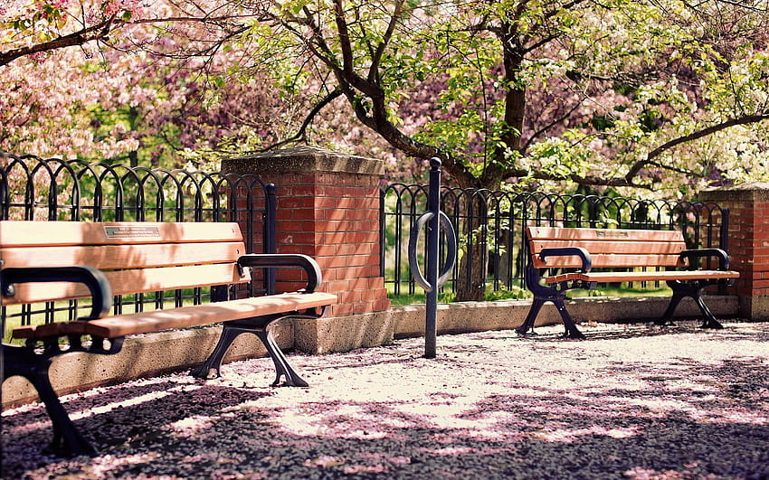 park, bench, garden, lilac, tree, park bench HD wallpaper