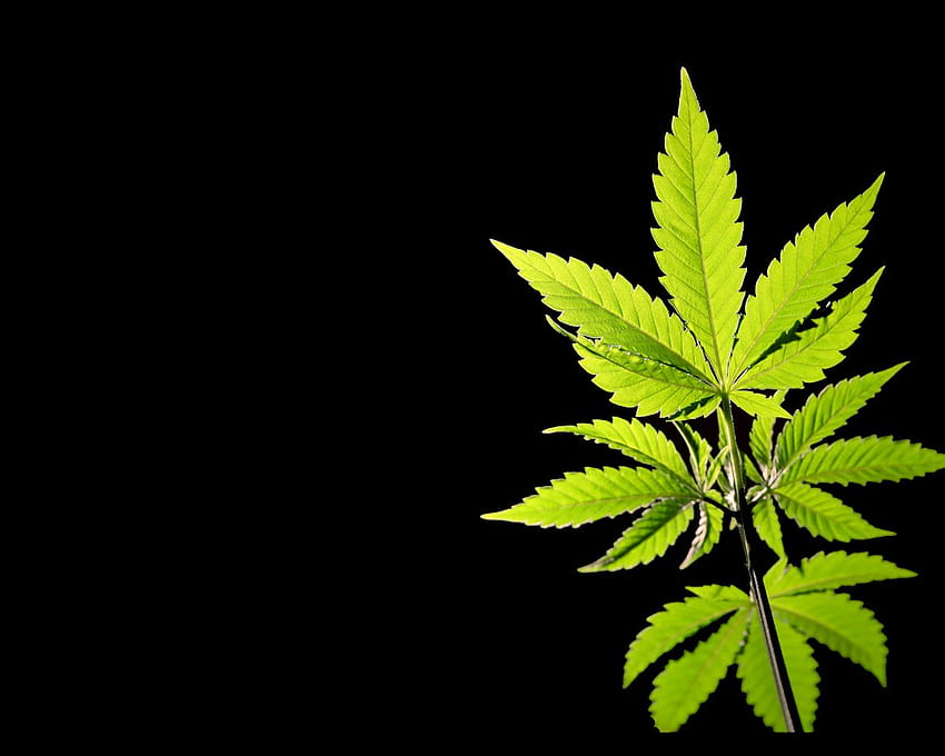 Marijuana, hemp HD wallpaper