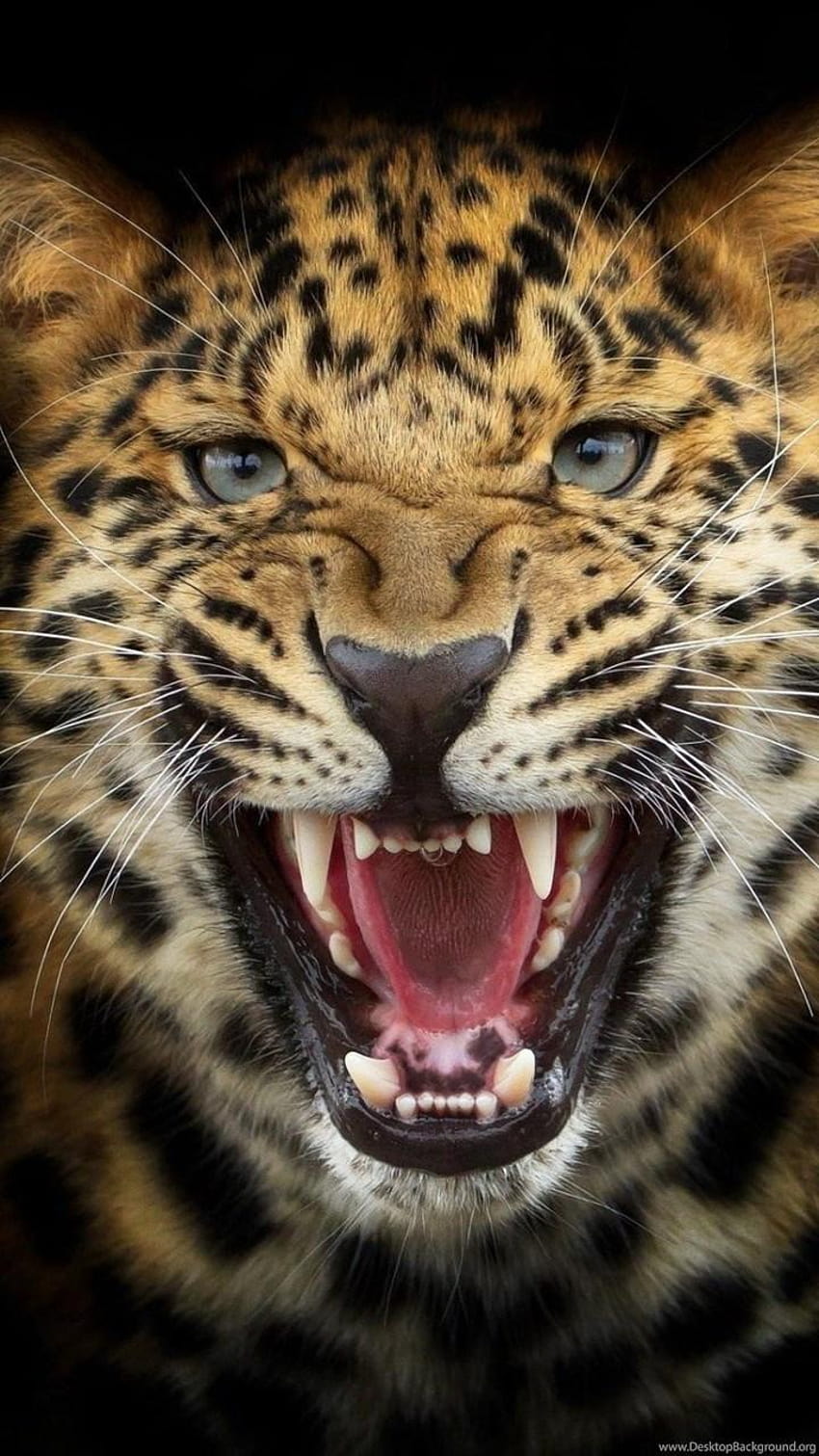 Predator Leopard Black Backgrounds hop Anger Cat HD phone wallpaper