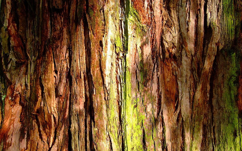 Tree Bark Texture Computer 49758 1680x1050 px HD wallpaper
