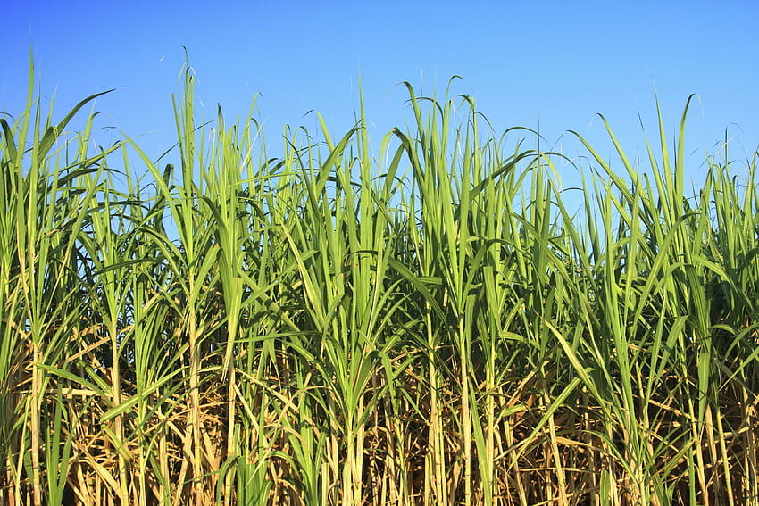 Sugarcane posted by Ethan Anderson, sugar cane HD wallpaper