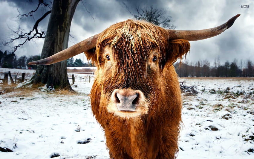 Highland Cow on GreePX, highlands winter HD wallpaper
