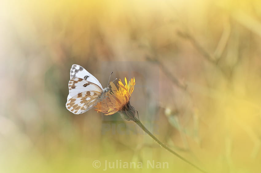 美しい自然の Background.Summer Butterfly on a Flower.Creative Artistic.Tranquil Scene.、黄色い蝶の夏 高画質の壁紙