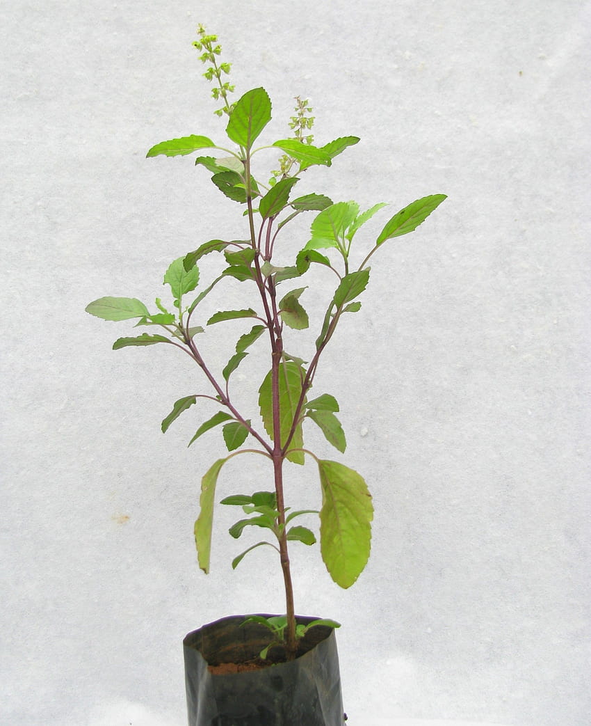 : Tulshi, roślina tulsi Tapeta na telefon HD