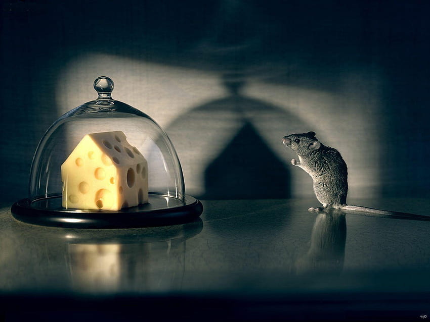 Gryzonie: Mysz Zwierzęta Głodny Ser Tła Gryzonie Tapeta HD