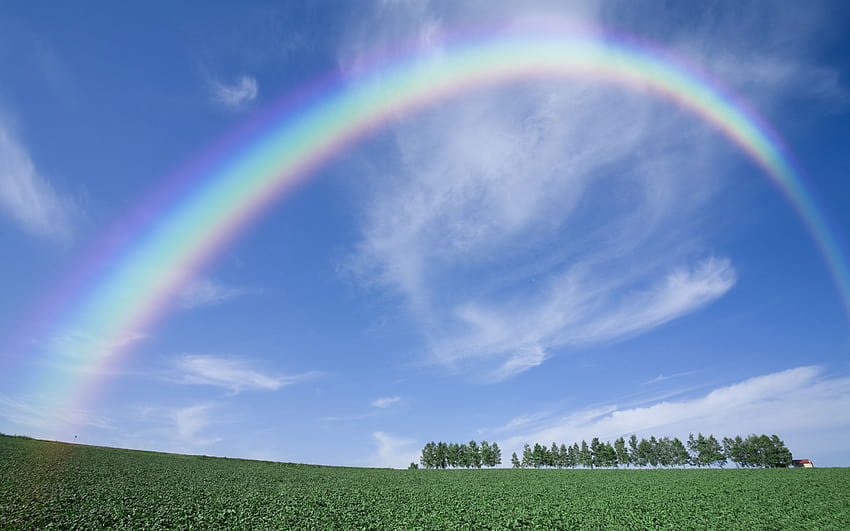 : rainbow, sky, clear, from below, arch, trees, summer, field 2560x1600, rainbow summer HD wallpaper