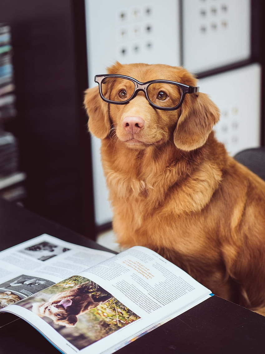 siyah dizüstü bilgisayarda gözlük takan kahverengi ve beyaz uzun kaplamalı küçük köpek – Hayvan, gözlüklü köpek HD telefon duvar kağıdı