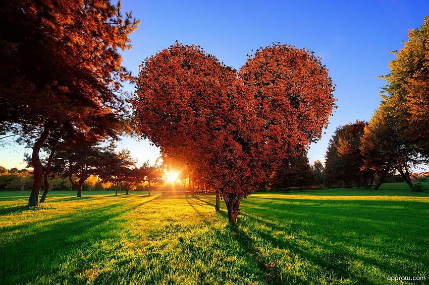 ต้นไม้รูปหัวใจในฤดูใบไม้ร่วง ...appraw วอลล์เปเปอร์ HD