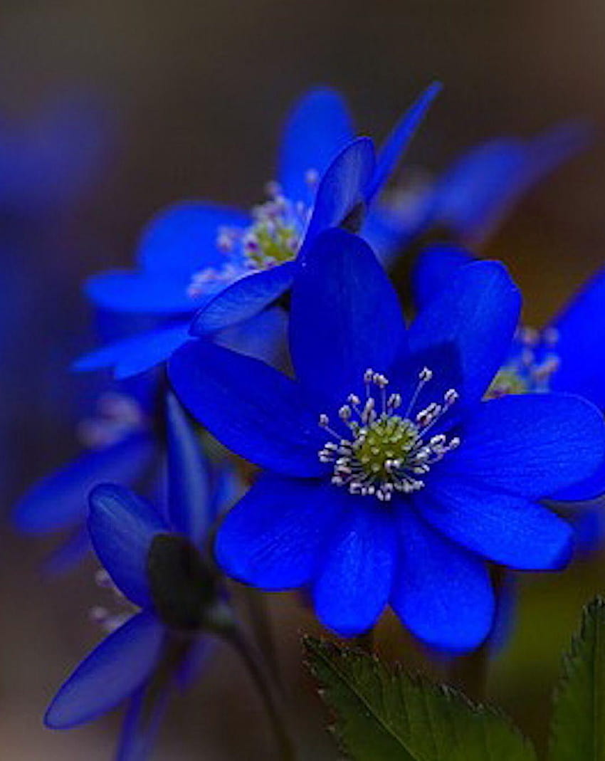 Hermosas flores azules, flor azul hada fondo de pantalla del teléfono |  Pxfuel