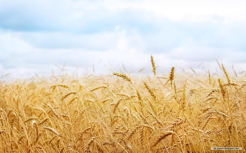 Wheat Fields, fields of wheat HD wallpaper