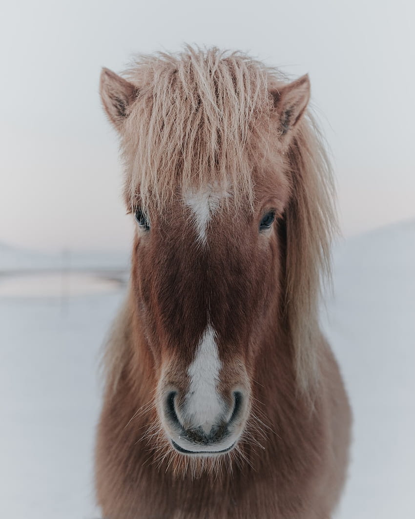 Shetland Pony HD phone wallpaper